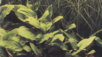 Cryptocoryne moehlmannii